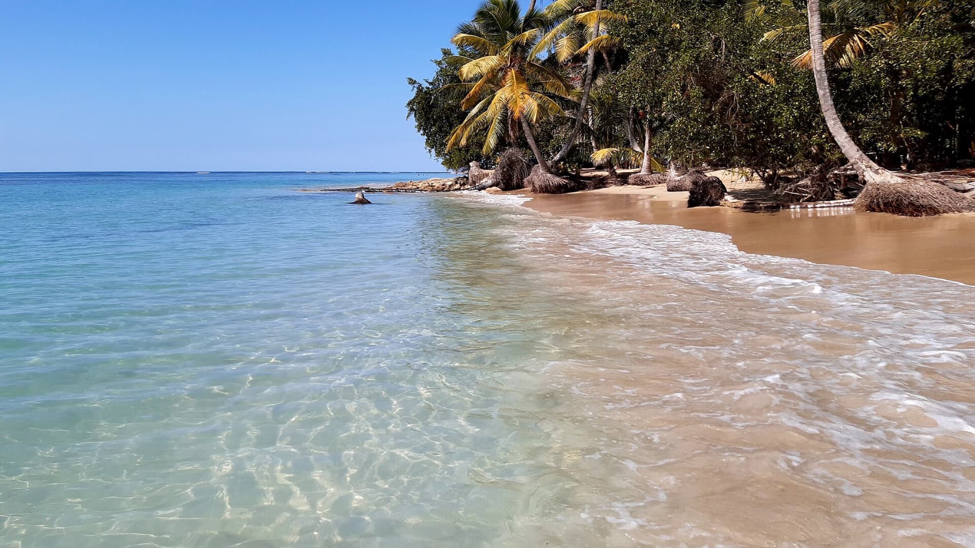 Clear shallow water and palms on Playa Bonita, Las Terrenas