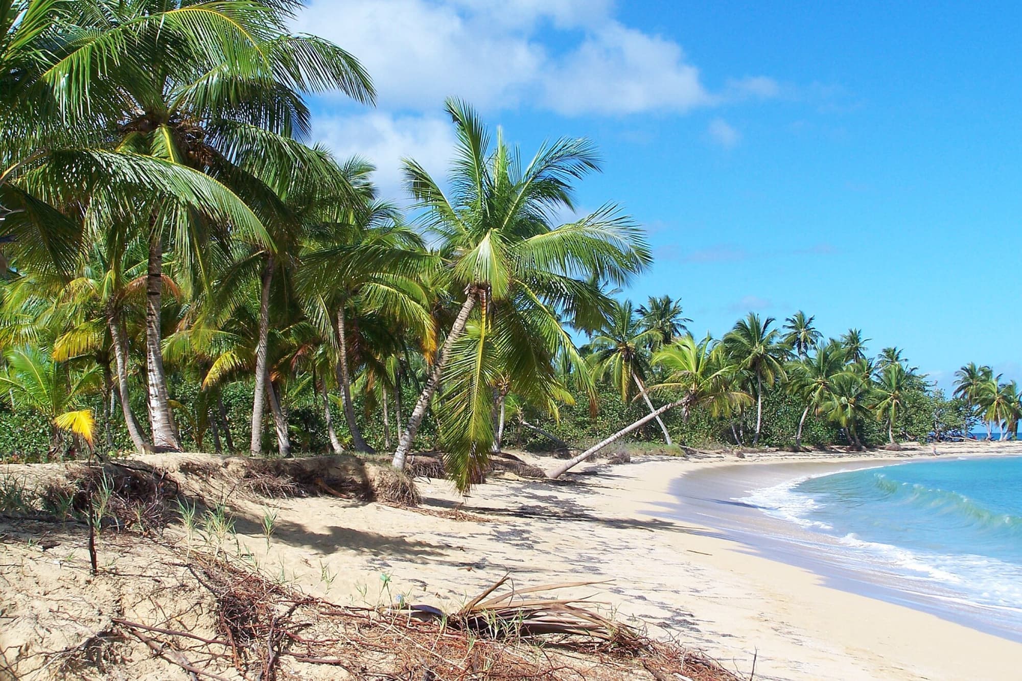 Coconut palms along the sand at Punta Popy, Las Terrenas