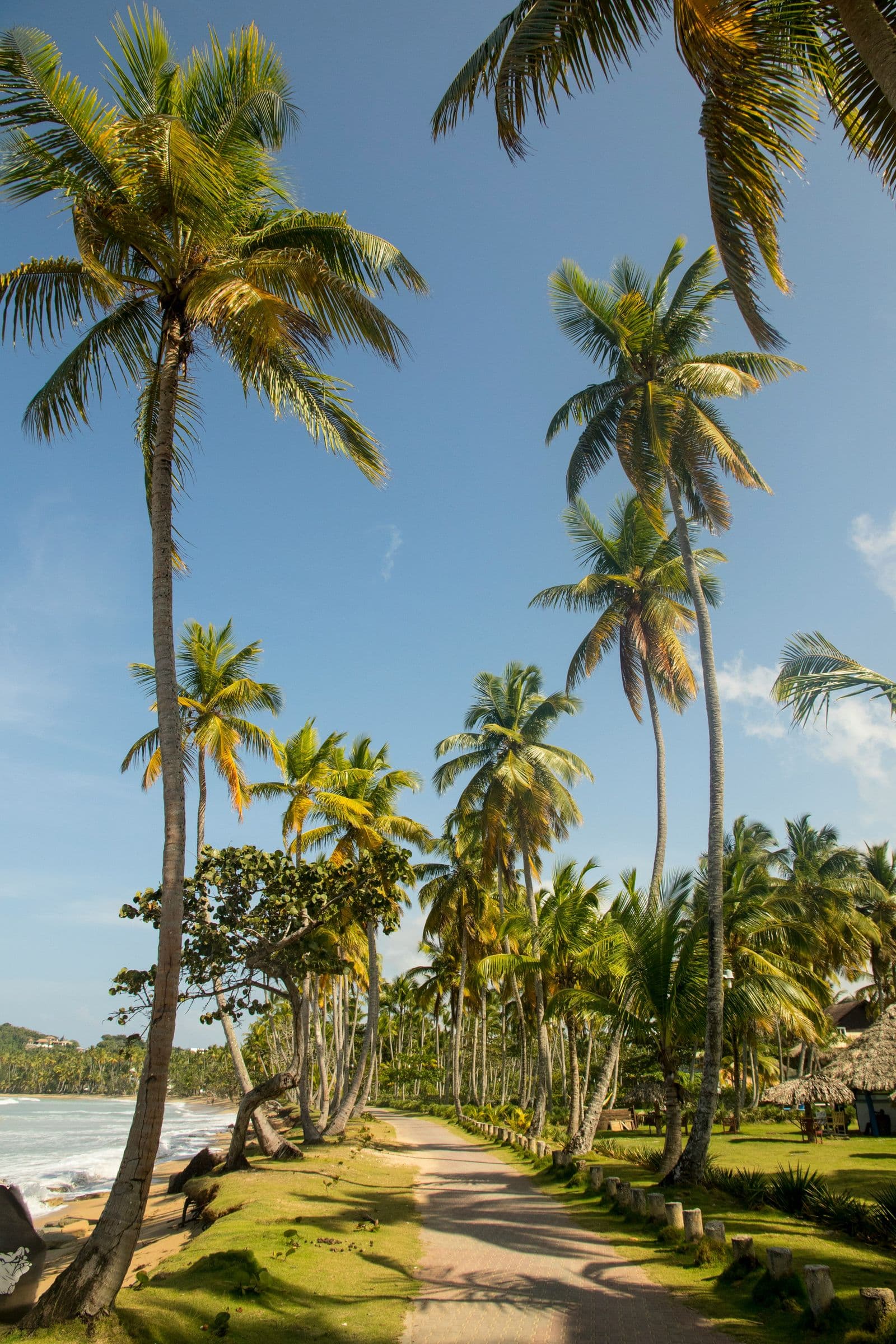 Palm-lined beach path in Samaná