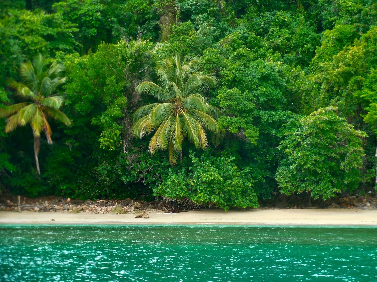 Secluded beach surrounded by tropical jungle